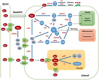 Analysis of Phenotypic Characteristics and Sucrose Metabolism in the Roots of Raphanus sativus L.